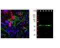 Left: Detection of Coronin 1a (red) in cortical neuron-glial cell culture from E20 rat by Immunocytochemistry. Coronin 1a antibody was used at 1:1,000 dilution. Cells were co-stained with mouse antibody to GFAP (M-1375-100, green, 1:1,000). Blue: Hoechst nuclear stain. The coronin 1a antibody labels protein expressed in the cytoplasm of microglia cells, while the GFAP antibody stains intermediate filaments in astrocytic cells. Right: Western blot analysis of coronin 1a expression in tissue lysates using rabbit anti-coronin 1a antibody (green, 1:5,000). [1] protein standard, [2] mouse brain, [3] rat brain, [4] cow cerebellum, [5] cow cortex, and [6] pig spinal cord. The strong single band about 55 kDa corresponds to the coronin 1a protein.