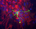 Immunocytochemistry of a mixed neuron/glial culture from newborn rat brain stained with Rabbit polyclonal antibody to Coronin 1a R-1335-50 (green) at a dilution of 1:10,000 and Chicken polyclonal antibody to Vimentin C-1409-50 at 1:5,000. Blue is nuclear DNA counter stain. Glial cells and fibroblasts stain with Vimentin, while microglia alone stain strongly and specifically for Coronin 1a, which can therefore be used as a robust marker of this important cell type.
