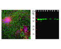 Left: Immunofluorescent analysis of mixed cortical neuron-glial cell culture from E20 rat by Immunocytochemistry. Cells were stained with rabbit antibody to NSE (red, 1:500), and co-stained with chicken antibody to GFAP (C-1373-50, green, 1:5,000). Blue: Hoechst nuclear dye. The NSE antibody labels protein expressed in neuronal cells, while the GFAP antibody stains intermediate filaments in astrocytes. Right: Western blot analysis of tissue and cell lysates using rabbit antibody to NSE (green, 1:5,000). [1] protein standard, [2] rat brain, [3] rat spinal cord, [4] mouse brain, [5] mouse spinal cord, [6] NIH-3T3, [7] HEK293, [8] HeLa, [9] SH-SY5Y, and [10] C6. A single band at about 47 kDa corresponds to the NSE protein, seen only in extracts containing neurons or neuronal lineage cells.