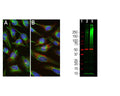 Left: Immunofluorescent analysis of HeLa cells stained with rabbit antibody to ubiquitin (red, 1:1,000) by Immunocytochemistry. Cells were co-stained with chicken antibody to vimentin (C-1409-50, green, 1:10,000). Blue: DAPI nuclear stain. [A] Control HeLa cells maintained in normal medium; [B] HeLa cells treated with 10 uM of the proteasome inhibitor lactacystin (Lc) for 24 hours. Proteasomal inhibition leads to formation of strongly ubiquitin positive cytoplasmic inclusions [B]. Note the diffuse cytoplasmic ubiquitin staining in control cells [A] and well-defined ubiquitin positive inclusions in the Lc treated cells [B]. Right: Western blot analysis of HEK293 cell lysates using rabbit antibody to ubiquitin (green, 1:5,000). [1] protein standard, [2] cells maintained in normal medium, [3] cells treated with proteasome inhibitor lactacystin (Lc) at 10 um for 16 hours. The blot was simultaneously probed with a mouse antibody to beta-tubulin as loading control (red, lanes 2 and 3). The smear detected above the 200 kDa standard represents accumulations of ubiquitinated proteins in the Lc-treated cells. The prominent band at ~8 kDa corresponds to monoubiquitin.