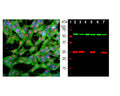 Left: Analysis of SH-SY5Y cells for UCHL1 expression with rabbit antibody to UCHL1 (green, 1:1,000) by Immunocytochemistry. Cells were co-stained with mouse antibody to fibrillarin (M-1372-250, red, 1:1,000). Blue: DAPI nuclear stain. The UCHL1 antibody produces strong staining of the cellular cytoplasm of these cells which share many properties with neurons, while the fibrillarin antibody specifically labels nucleoli. Right: Western blot analysis of tissue and cell lysates using rabbit antibody to UCHL1 (red, 1:2,000, lanes 2-7). [1] protein standard, [2] rat brain, [3] mouse brain, [4] NIH-3T3, [5] HEK293, [6] HeLa, [7] SH-SY5Y cells. The single band at 24 kDa corresponds to the UCHL1 protein. UCHL1 is detectable in CNS extracts and cells with neuronal properties, but not in HeLa, NIH-3T3 and other non-neuronal cells. The blot was simultaneously probed with a mouse antibody to HSP60 (green).
