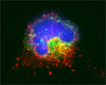 Confocal microscopy on immunofluorescently detected MAP1LC3 A in cytospin-isolated human white blood cells using Rabbit antibody to MAP1LC3 A : whole serum (R-146-100) at a dilution of 1: 200, incubated for 1 h at room temperature. The cells were double-stained for MAP1LC3 A appearing in red and MHC class II appearing in. The cells were counter stained with Hoechst Dye (blue colour). Here, the merged picture is presented.