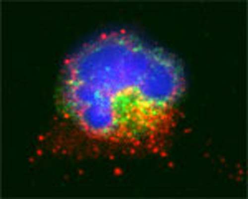 Confocal microscopy on immunofluorescently detected MAP1LC3 A in cytospin-isolated human white blood cells using Rabbit antibody to MAP1LC3 A : whole serum (R-146-100) at a dilution of 1: 200, incubated for 1 h at room temperature. The cells were double-stained for MAP1LC3 A appearing in red and MHC class II appearing in. The cells were counter stained with Hoechst Dye (blue colour). Here, the merged picture is presented.