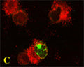 C is the merged picture of Figures A & B. Confocal microscopy on immunofluorescently detected MAP1LC3 A in cytospin-isolated human white blood cells using Rabbit antibody to MAP1LC3 A : whole serum (R-146-100) at a dilution of 1: 200, incubated for 1 h at room temperature. The cells were double-stained for MAP1LC3 A appearing in red and MHC class II appearing in green. Here, the merged picture is presented.