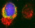 Confocal microscopy on immunofluorescently detected MAP1LC3 A in cytospin-isolated human white blood cells using Rabbit antibody to MAP1LC3 A : whole serum (R-146-100) at a dilution of 1: 200, incubated for 1 h at room temperature. The cells were double-stained for MAP1LC3 A appearing in red and MHC class II appearing in green. The cells were counter stained with Hoechst Dye (blue colour). Here, the merged picture is presented.
