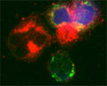 Confocal microscopy on immunofluorescently detected MAP1LC3 A in cytospin-isolated human white blood cells using Rabbit antibody to MAP1LC3 A : whole serum (R-146-100) at a dilution of 1: 200, incubated for 1 h at room temperature. The cells were double-stained for MAP1LC3 A appearing in red and MHC class II appearing in green. The cells were counter stained with Hoechst Dye (blue colour). Here, the merged picture is presented.