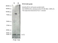 PC12 non-reduced samples (boiled in SDS only, no DTT or BME)