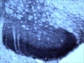 Immunohistochemical staining of Tyrosine Kinase Receptor B (TrkB) in rat dorsal horn (free floating cryostat section) using rabbit antibody (R-149-100) at a dilution of 1 in 3000. Courtesy of Professor Xin Fu Zhou, The Flinders University of South Australia.