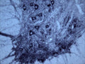 Immunohistochemical staining of Tyrosine Kinase Receptor B (TrkB) in rat ventral horn (free floating cryostat section) using rabbit antibody (R-149-100) at a dilution of 1 in 3000. Courtesy of Professor Xin Fu Zhou, The Flinders University of South Australia.