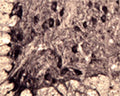 IHC on rat spinal cord (free floating cryo section) using Rabbit antibody to Sortilin (neurotensin receptor 3): whole serum (R-150-100) at a dilution of 1: 1000.