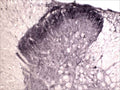 Immunohistochemical staining of Tyrosine Kinase Receptor A (TrkA) in rat spinal cord (free floating cryostat section) using rabbit antibody (R-152-100) at a dilution of 1 in 2000. Courtesy of Professor Xin Fu Zhou, The Flinders University of South Australia.
