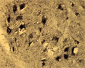Immunohistochemical detection of Arg3.1 in free floating cryosectioned rat spinal cord (ventral horn) using Rabbit antibody to Arg3.1 (ARC): whole serum (R-154-100) at a dilution of 1: 250.