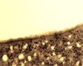 Immunohistochemical detection of Arg3.1 in free floating cryosectioned rat brain (3d ventricle) using Rabbit antibody to Arg3.1 (ARC): whole serum (R-154-100) at a dilution of 1: 250.