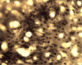 Immunohistochemical detection of Arg3.1 in free floating cryosectioned rat brain (cortex) using Rabbit antibody to Arg3.1 (ARC): whole serum (R-154-100) at a dilution of 1: 250.