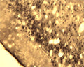 Immunohistochemical detection of Arg3.1 in free floating cryosectioned rat brain (cortex) using Rabbit antibody to Arg3.1 (ARC): whole serum (R-154-100) at a dilution of 1: 250.