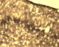Immunohistochemical detection of Arg3.1 in free floating cryosectioned rat brain (cortex) using Rabbit antibody to Arg3.1 (ARC): whole serum (R-154-100) at a dilution of 1: 250.