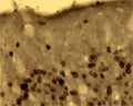 Immunohistochemical detection of Arg3.1 in free floating cryosectioned rat brain (cortex) using Rabbit antibody to Arg3.1 (ARC): whole serum (R-154-100) at a dilution of 1: 250.