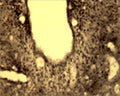 Immunohistochemical detection of Arg3.1 in free floating cryosectioned rat brain (3d ventricle) using Rabbit antibody to Arg3.1 (ARC): whole serum (R-154-100) at a dilution of 1: 250.