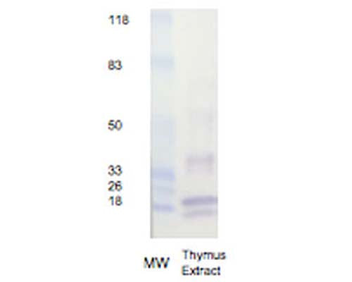 Western Blot analysis of Rabbit polyclonal antibody to Histone H3 (R-1549-100) in calf thymus protein extract.