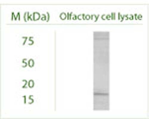 Western blot under reducing conditions on Olfactory cell line (Odora) lysate using Rabbit antibody to MAP1LC3 B : whole serum (R-155-100) at a dilution of 1:100.