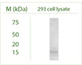 Western blot under reducing conditions on 293 cell lysate using Rabbit antibody to MAP1LC3 B : whole serum (R-155-100) at a dilution of 1:100.