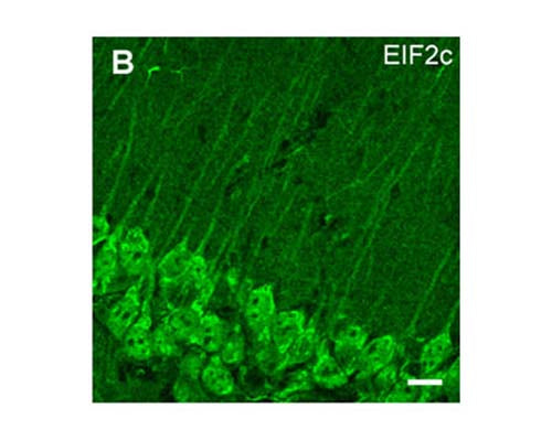 Immunohistochemical staining with Rabbit polyclonal antibody to mouse elF2c (R-1556-100) in(B) mouse hippocampal area. Fixed (4% paraformaldehyde) mouse brain free floating sections were incubated with R-1556-100 at 1 µg/mL overnight followed by incubation with fluoroscein donkey anti-rabbit IgG conjugate at a dilution of 1:100. Scale bar = 20µm.