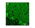 Immunohistochemical staining with Rabbit polyclonal antibody to mouse elF2c (R-1556-100) in (D) mouse cerebellar cortex. Fixed (4% paraformaldehyde) mouse brain free floating sections were incubated with R-1556-100 at 1 µg/mL overnight followed by incubation with fluoroscein donkey anti-rabbit IgG conjugate at a dilution of 1:100. Scale bar = 20µm.