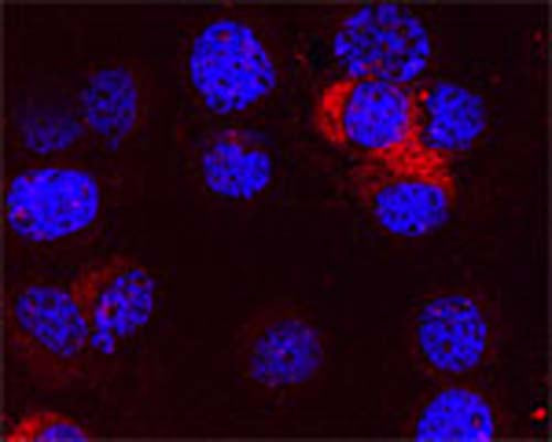 Confocal microscopy on immunofluorescently detected APG4C in HL60 cell line using Rabbit antibody to ATG4C (APG4C): whole serum (R-156-100) at a dilution of 1: 100, incubated for 1 h at room temperature. The cells stained for APG4C appear in red. The cells were then counter stained with Hoechst Dye (blue colour). Here, the merged picture is presented.