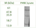 Western blot on Peripheral Blood Mononuclear Cells (PMBC) lysate using Rabbit antibody to ATG4B (APG4B): whole serum (R-157-100) at a dilution of 1:100 (ECL)