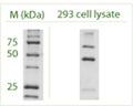 Western blot on 293 cell lysate using Rabbit antibody to ATG4B (APG4B): whole serum (R-157-100) at a dilution of 1:100.