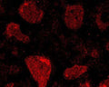 Immunohistochemical staining of neurons in rat brain tissue. Incubated with Rabbit polyclonal antibody to glutathione peroxidase 1 (R-1588-100) at 1:100. Secondary antibody donkey anti-rabbit conjugated to Cy3 at 1:100.