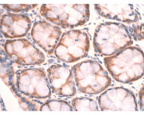 Rabbit polyclonal antibody to Peroxiredoxin-4 (R-1593-100) at 1/100 dilution in sebaceous glands in rat skin. Secondary antibody Jackson biotinylated Donkey anti-rabbit (1/2000) followed by Vector ABC kit and visualised with DAB substrate.