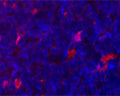 Confocal microscopy on mouse lymph node using Rabbit antibody to ATG9A (APG9L1): whole serum (R-160-100).