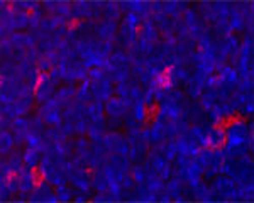 Confocal microscopy on mouse lymph node using Rabbit antibody to ATG9A (APG9L1): whole serum (R-160-100).