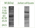 Western blot (non-reducing) on Jurkat cell lysate using Rabbit antibody to ATG9A (APG9L1): whole serum (R-160-100).