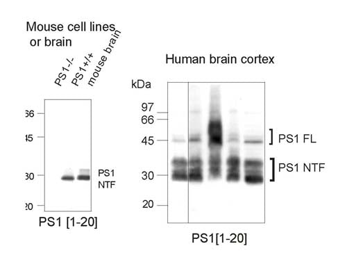 Western Immunoblotting of human and mouse Presenilin 1 protein in mouse cell line extracts and mouse and human brain. Membrane protein load 20 µg. Crude anti-PS1 NT used at 1:2000.