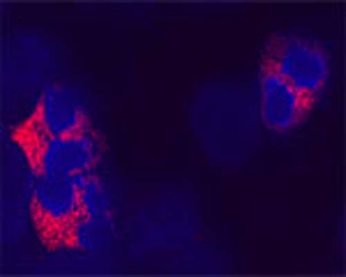 Confocal microscopy on cytospin-isolated human blood cells. Neutrophils seem to be stained using Rabbit antibody to ATG7: whole serum (R-161-100) at a dilution of 1: 100, incubated for 1 h at room temperature. The cells stained for ATG7  appear in  red . The cells were counter stained with Hoechst Dye  (blue colour). Here, the merged picture is presented. Observations:  No staining was observed using the Pre-immunisation serum. No staining was observed in HL60 cell line. 