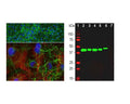 Left: Analysis of cortical neuron-glial cell culture from E20 with rabbit antibody to GAP43 (green, 1:2,000) by Immunocytochemistry. Cells were co-stained with a mouse antibody to vimentin (red). Blue: DAPI nuclear stain. The GAP43 antibody labels protein expressed in the axonal membrane of neuronal cells, while the vimentin antibody stains intermediate filaments in fibroblasts and other non-neuronal cells. Right: Western blot analysis of tissue and cell lysates using rabbit antibody to GAP43 (green, 1:20,000). [1] protein standard, [2] rat brain, [3] rat spinal cord, [4] mouse brain, [5] mouse spinal cord, [6] SH-SY5Y cells, [7] C6. The single band at 43 kDa corresponds to GAP43 protein. The GAP43 protein is detected only in the lysates of neuronal origin. Rat glioblastoma C6 cells do not express GAP43 protein (lane 7).