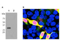 Anti-mCherry Antibody