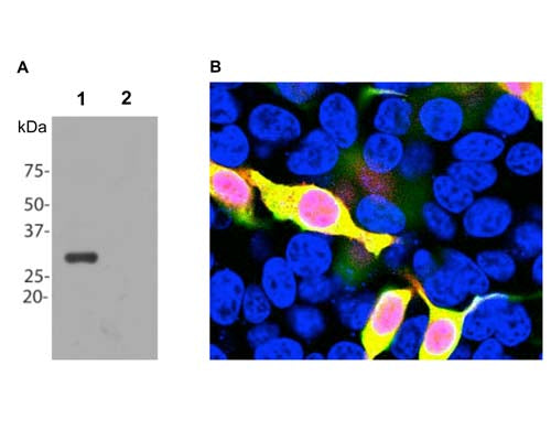Anti-mCherry Antibody