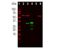 Western blot analysis of HEK293 cell lysates, and recombinant protein solutions using rabbit antibody to mCherry (green, 1:1,000). [1] protein standard, [2] HEK293, [3] HEK293 cells transfected with mCherry-HA construct, [4] mCherry recombinant protein, [5] GFP recombinant protein, and [6] HEK293 transfected with a full length GFP construct. A major band at about 28 kDa corresponds to mCherry protein. The antibody does not cross-react with GFP protein. The same blot was simultaneously probed with a chicken antibody to HSP60 (red, lanes 2-6).