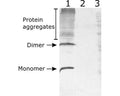 Western-Blot detection of human NRTN expressed in CHO cells. Line 1. hNRTN-containing CHOEBNALT85 cell culture supernatant. Line 2. Negative control - CHOEBNALT85 cell culture supernatant. 5 µl of supernatant were loaded per line. Primary antibody dilution 1:5000 was used. Antibody recognizes protein dimeric, and monomeric variants.