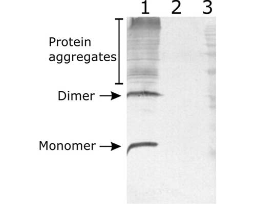 Western-Blot detection of human NRTN expressed in CHO cells. Line 1. hNRTN-containing CHOEBNALT85 cell culture supernatant. Line 2. Negative control - CHOEBNALT85 cell culture supernatant. 5 µl of supernatant were loaded per line. Primary antibody dilution 1:5000 was used. Antibody recognizes protein dimeric, and monomeric variants.