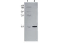 Western Blot testing of rabbit anti-CDNF antibody. Line 1. PageRuler Prestained Protein Ladder (#SM0671 Fermentas); Line 2. Recombinant CDNF expressed into the supernatant of CHO cell culture medium.