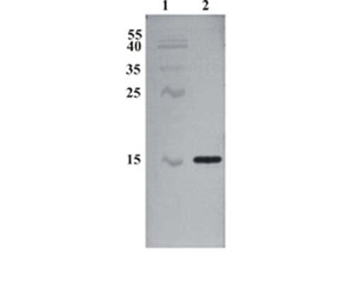 Western Blot testing of rabbit anti-CDNF antibody. Line 1. PageRuler Prestained Protein Ladder (#SM0671 Fermentas); Line 2. Recombinant CDNF expressed into the supernatant of CHO cell culture medium.