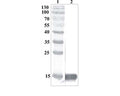 Prestained Protein Ladder (#SM0671 Fermentas); Line 2. Purified recombinant MANF (1 µg per line) expressed using CHOEBNALT85<cell line.