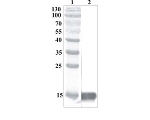 Prestained Protein Ladder (#SM0671 Fermentas); Line 2. Purified recombinant MANF (1 µg per line) expressed using CHOEBNALT85<cell line.