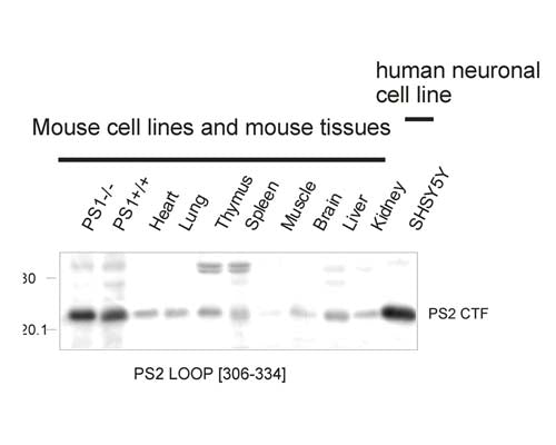 Western Immunoblotting of mouse and human Presenilin 2 protein in mouse cell line extracts, various mouse tissues and a human cell line. Membrane proteins were prepared and loaded as 20 µg protein per lane. Crude anti-PS2 loop antibody used at 1:1000.
