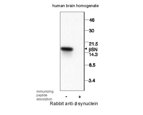 Western Immunoblotting of human b-synuclein protein in human brain homogenate, 10 ug protein per lane. Crude anti-beta-synuclein ab (Catalog Number R-1683-100) used at 1:1000.Peptide absorption reduced antibody reactivity for expected beta-synuclein band of 17 kDa.