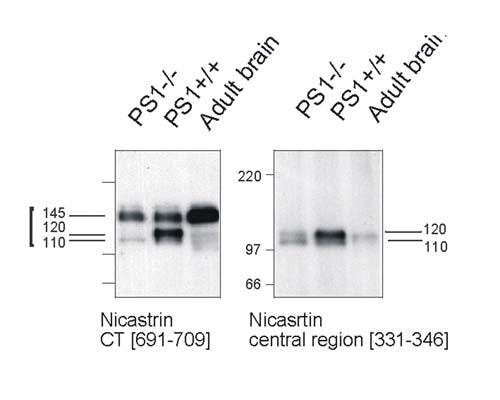 Western Immunoblotting with nicastrin central region antibody of mouse Nicastrin protein in PS1-deficient cell line and adult mouse brain (right panel) in comparison with C-terminal Nicastrin antibody (Catalog number R-1684-500). Membrane proteins were prepared and loaded as 20 µg protein per lane.